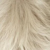 2080 (White Blonde)