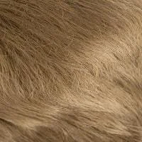 18 (Light Chestnut Brown)